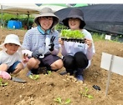 "'동행서울 친환경 농장'에서 유기농 김장 채소 심어보세요"