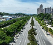 영주시 서원로, ‘명품 가로수길’ 등극