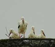 고창군, 아기황새 4마리 이름은 '노을·푸름·오순·도순'