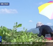 사상 최악의 폭염…온열질환·가축폐사 잇따라