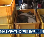 고수온에 경북 양식장 어류 97만 마리 폐사