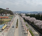 김천 조각공원·영주 서원로 '산림청 우수 관리 가로수길' 선정