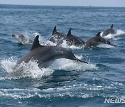 제주도 "남방큰돌고래 생태법인 지정 법안 연내 발의" 협의