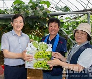 영암군 "첫 수확한 영양 만점  '샤인머스켓' 드세요"