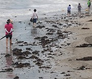 광안리 해변으로 밀려온 해조류