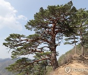 꼿꼿한 선비 같은 소나무…한국인이 가장 좋아하는 이유는