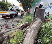 '안전사고 예방' 광주 북구 고사목 제거