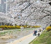 [경북소식] 김천 조각공원·영주 서원로 우수 가로수길 선정