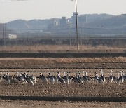 김포시, '2024년 법정보호종(재두루미 등) 생태계서비스지불제계약' 청약 신청 접수