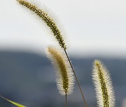 처서 반기는 강아지 풀