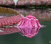 화려함 뽐내는 빅토리아 연꽃