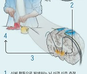 필요할 때만 뇌에 전기자극… 파킨슨병 증상 50% 줄여