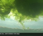 제주 해수욕장 뒤덮은 파래…“대책은 언제쯤?”