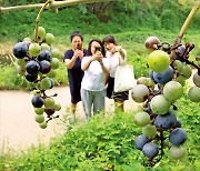 [포토] ‘처서’에도 폭염특보…머루 익어가는 청계천