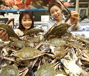 가을 제철 ‘햇꽃게’ 파격가 경쟁…어디가 쌀까