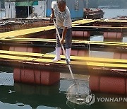 양식어류 폐사 ‘158만→127만 →335만’…경남 남해안 “심상찮다”