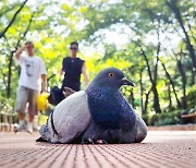 [포토에세이] 푹푹 찌네…알아서 피해 가시길