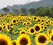 장성 가을꽃축제, 해바라기 황금물결 펼쳐진다