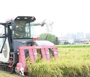 논산시, 첫 벼 수확 '모내기 97일만'…시장은 콤바인 운전