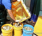 죽은 물고기 담는 양식장 직원