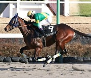 '세계 무대 도약' K-경마 축제.. 코리아컵&스프린트, 세계 최강 경주마들 라인업은?