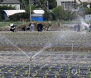 기재차관 "모든 수단 동원해 배추·무 수급 안정"