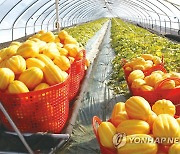 성주군, 고품질 참외재배 기술교육 실시…"기후변화 대응"