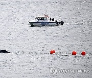 AUSTRALIA ANIMALS WHALE SYDNEY HARBOUR