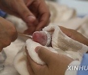 GERMANY-BERLIN-GIANT PANDA TWINS-BIRTH