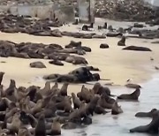 미국 몬테레이 해변 점령한 거대한 바다사자들..."해변 폐쇄"