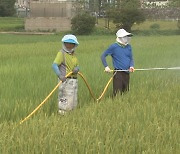 전남 벼 농작물 재해보험 가입률 79%로 전국 최고