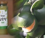 "맛도 좋고 건강에도 좋은 제주 '풋귤' 아시나요?"