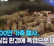 100만 가축 폐사..밀집 환경에 폭염으로 떼죽음