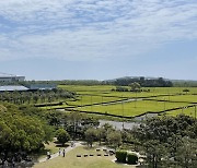 제주 서광차밭과 ‘곶자왈’ [배정한의 토포필리아]