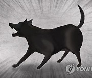 주택가서 들개 습격…60대 병원 이송