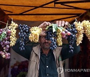 YEMEN FRUIT FAIR