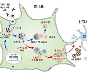 뇌 속 별 세포, '자가포식'으로 알츠하이머 원인 물질 없앤다