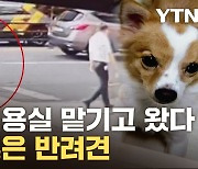 [자막뉴스] "똑같은 강아지로 사주겠다"...애견 미용실서 벌어진 사고