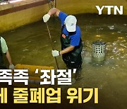 [자막뉴스] "매일 수만마리 떼죽음"...회생불가 수준에 탄식