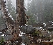 폭염·산불 뒤 `눈폭풍`...美 캘리포니아 "20년만에 처음"