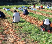 제주 2023년산 채소류 조수입 6551억 역대 2위