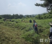 제주위미농협 청년회, 벌초 대행 사업