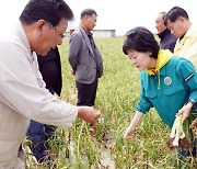 제주 서부 지역, 마늘 ‘대사니’ 4세대 우량 종구 공급