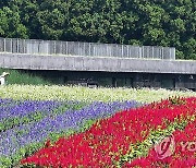 맨드라미·샐비어 가득한 보롬왓