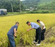 "햅쌀 나왔어요" 화순 이양서 올해 첫 조생종 벼 수확