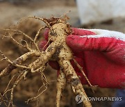 고려인삼 명맥 잇는 파주개성인삼축제…올해는 6년근 10t 나온다