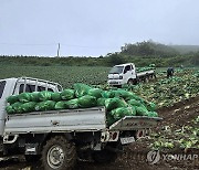 배춧값 고공행진 속 고랭지 배추 출하 본격