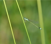 지리산국립공원, 실비녀골풀 등 미기록 생물 12종 발견