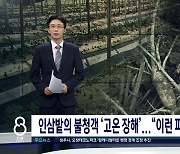 인삼밭의 불청객 '고온 장해'..."이런 피해는 처음이에요"