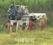 "日 난리났다" 태풍 '산산' 관통에 농가 비상…"가뜩이나 쌀 모자란데"